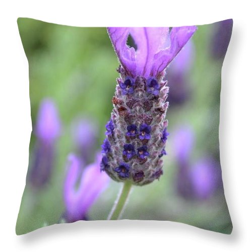 EarthWise Designs Lavender I - Throw Pillow