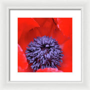 EarthWise Designs Poppy II - Framed Print