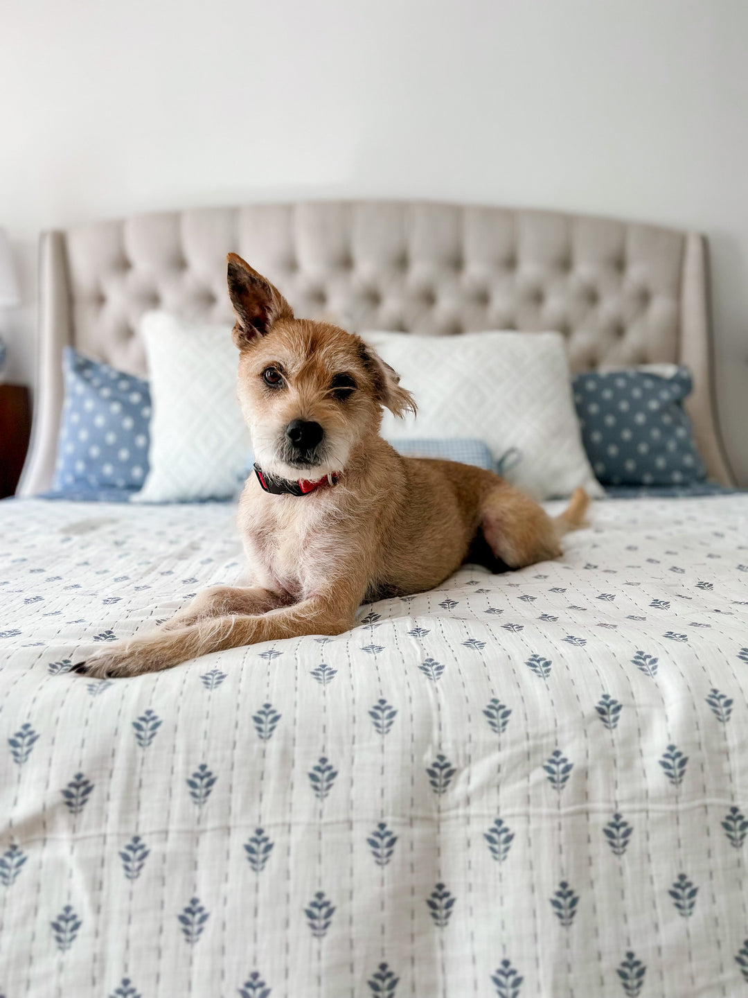 【AAKE】[Lining quilting] COZY COTTON JP Amazon.com: Levtex Home - Mackenzie Quilt Set - Full/Queen