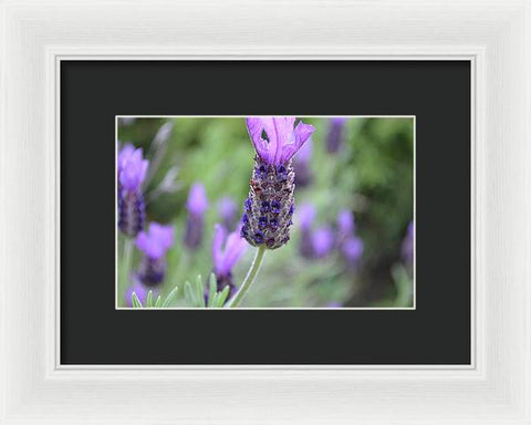 EarthWise Designs Lavender I - Framed Print
