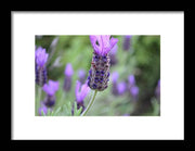 EarthWise Designs Lavender I - Framed Print