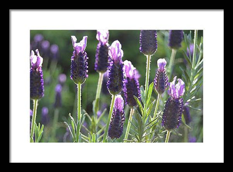 EarthWise Designs Lavender II - Framed Print