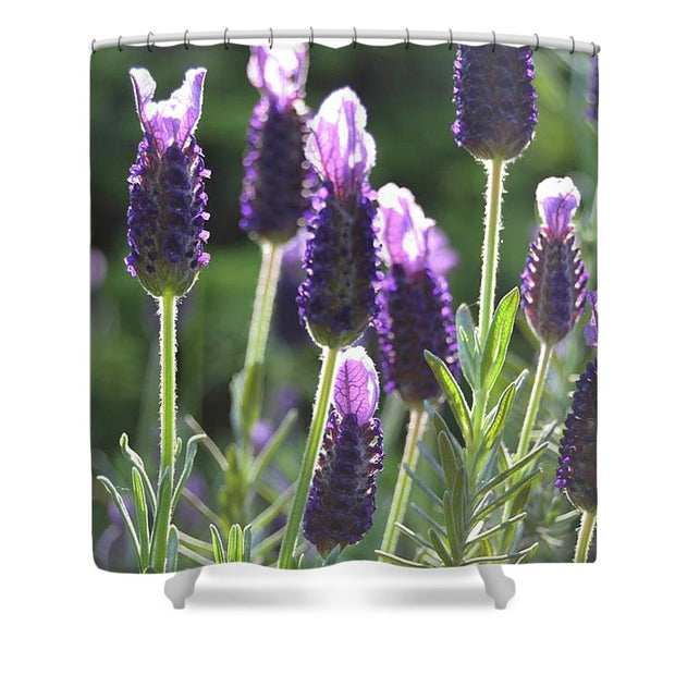 Lavender II - Shower Curtain