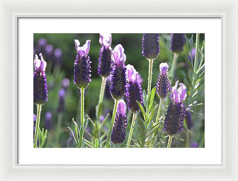 EarthWise Designs Lavender II - Framed Print