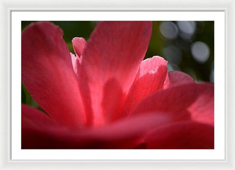 EarthWise Designs Camellia - Framed Print