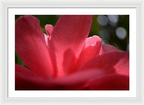 EarthWise Designs Camellia - Framed Print