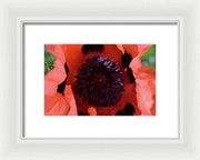 EarthWise Designs Poppy I - Framed Print
