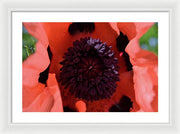 EarthWise Designs Poppy I - Framed Print