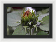 EarthWise Designs Sunflower II - Framed Print