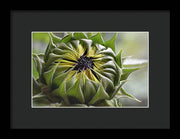 EarthWise Designs Sunflower III - Framed Print