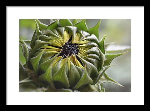 EarthWise Designs Sunflower III - Framed Print